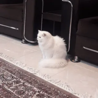 ✨ 猫, 白猫, 波斯猫, 毛茸茸, 动物, 宠物 whatsapp sticker