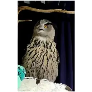 😟 owl, bird, animal, nature, wildlife, creature telegram sticker