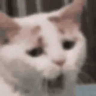 🥱 chat, mème, choqué, drôle whatsapp sticker