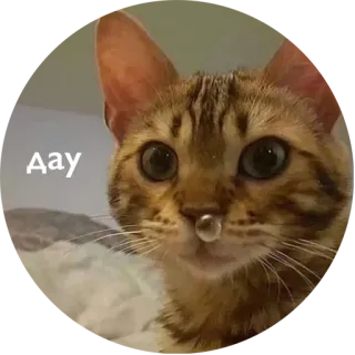 🤝 Aay kat, schattig, dier, huisdier, bubbel whatsapp sticker