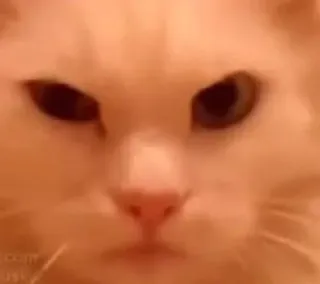 🤨 gato, animal, animal de estimação, meme telegram sticker