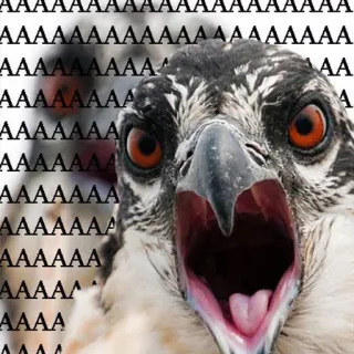 😡 AAAAAAAAAAAAA oiseau, balbuzard, criant, animal, faune, nature telegram sticker