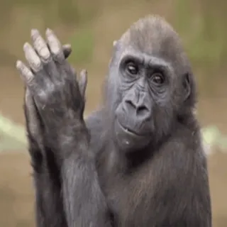 👍 Gorilla, Primate, Animale, Fauna selvatica, Scimmia antropomorfa, Mammifero whatsapp sticker