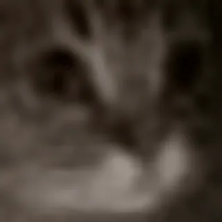😺