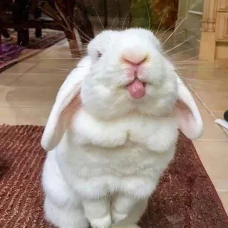 🌟 rabbit, bunny, animal, cute, pet, white, tongue whatsapp sticker