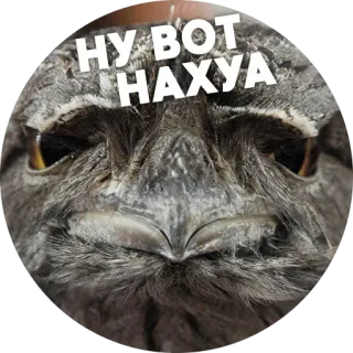 🥺 НУ ВОТ
НАХУЯ 새, 올빼미, 러시아어, 욕설, 모욕적, 불쾌한 telegram sticker