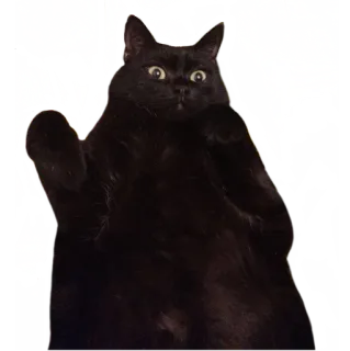😯 kucing, binatang, lucu, kucing hitam, hewan peliharaan, anak kucing, meme whatsapp sticker