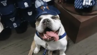 🤠 hond, bulldog, dier, huisdier, hoed, schattig, vriendelijk telegram sticker