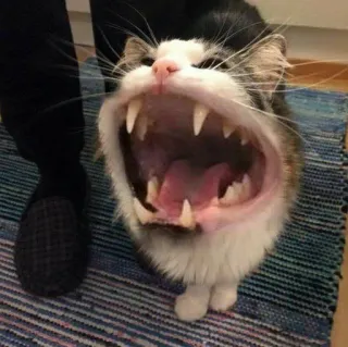 🎥 cat, animal, open mouth, teeth, feline telegram sticker