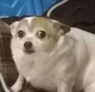 😐 hond, chihuahua, huisdier, dier, schattig, grappig telegram sticker