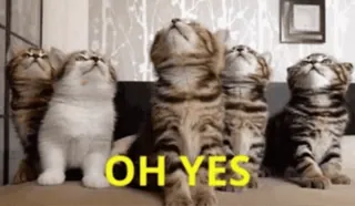 👌 OH YES katten, kittens, meme, dieren, positief telegram sticker