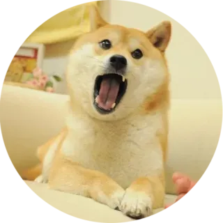 😧 Doge, 犬, ミーム, 柴犬, 動物, ペット telegram sticker