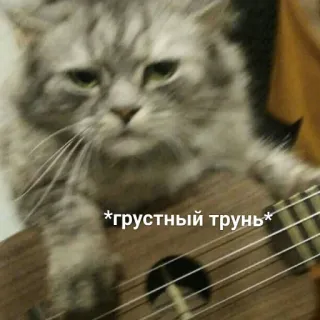 🎸 *грустный трунь* แมว, อูคูเลเล่, เศร้า, รัสเซีย, สัตว์ whatsapp sticker