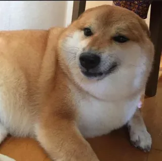 ❤️ dog, shiba inu, animal, cute, pet, meme telegram sticker