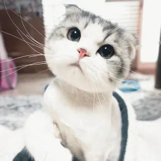 🙁 gato, gatinho, fofo, animal, animal de estimação, scottish fold, gato doméstico, felino telegram sticker