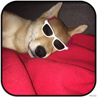 😎 dog, sunglasses, red blanket, animal, cool telegram sticker