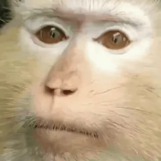 🤨 aap, dier, zoogdier, gezicht, primaat, wilde dieren telegram sticker