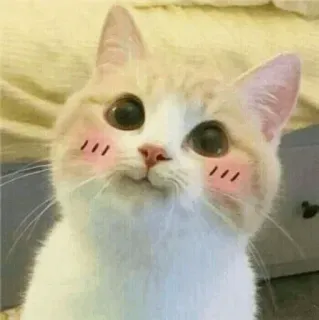 😊 gato, lindo, kawaii, animal, mascota, pegatina, animal doméstico whatsapp sticker