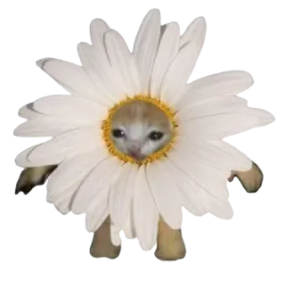 🌼 猫, 花, 雏菊, 动物, 表情包, 贴纸, 搞笑, 可爱 telegram sticker