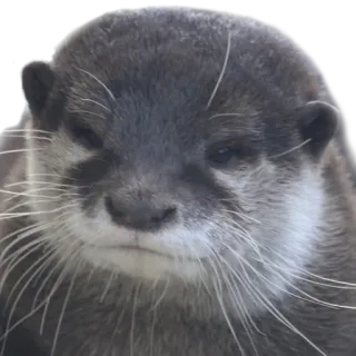 😑 Выдра, Животное, Млекопитающее, Милый, Дикая природа telegram sticker