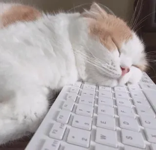 😴 Katze, Tastatur, Tier, schlafend, süß, Hauskatze, Haustier, entspannend telegram sticker