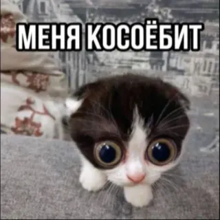 😸 МЕНЯ КОСОЁБИТ cat, kitten, cute, animal, pet, meme whatsapp sticker