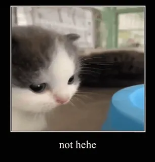 😕 not hehe gato, gatinho, meme, engraçado, fofo, animal telegram sticker
