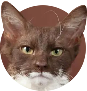 😠 cat, brown cat, animal, pet, domestic animal, feline telegram sticker