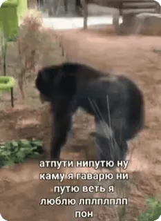 🌟 атпути нипутю ну
каму я гаварю ни
путю веть я
люблю лплплплп
пон russo, orso, testo, animale whatsapp sticker