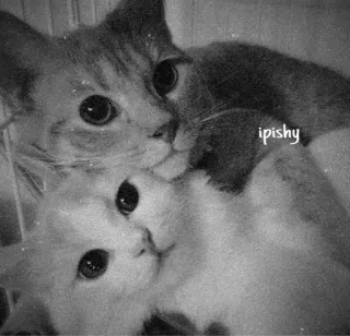 🕸 ipishy 猫, 小猫, 动物, 宠物, 可爱, 猫科, 家养 telegram sticker