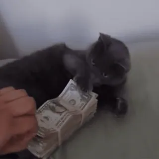 💵 cat, money, cash, luxury, greed, stack of money telegram sticker