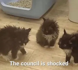 😮 The council is shocked kätzchen, katzen, rat, geschockt, tiere, lustig telegram sticker