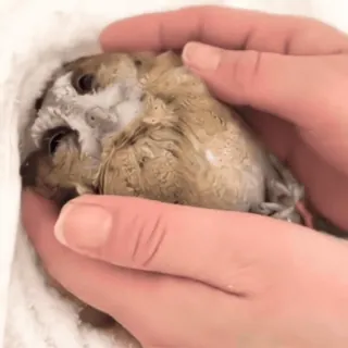 🦉 sowa, ptak, zwierzę, słodki, dzika przyroda, ratunek, mały, ręce telegram sticker