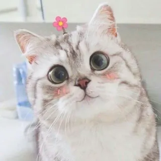 🐱 gato, gatinho, fofo, animal, flor, animal de estimação, gato doméstico, adorável telegram sticker