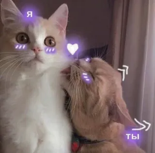 💜 Я
ТЫ gatti, amore, carino, animali, cuore, russo telegram sticker