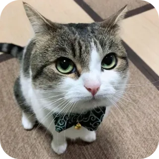 🐱 gatto, animale domestico, animale, gatto domestico, carino, gattino, papillon, felino telegram sticker
