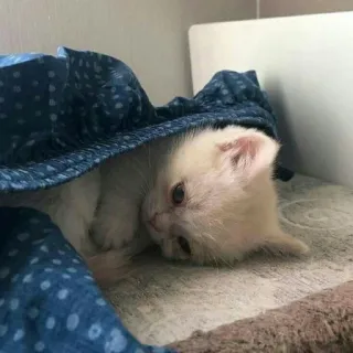 🎀 cat, kitten, cute, animal, sleepy whatsapp sticker