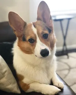 😒 corgi, anjing, hewan peliharaan, binatang, imut, hewan domestik telegram sticker