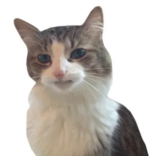 ☹️ kucing, binatang, imut, kucing domestik, mamalia, hewan peliharaan telegram sticker