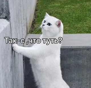 🙄 Так-с, что тут? 猫, 白い猫, ロシア, 質問, 好奇心 telegram sticker