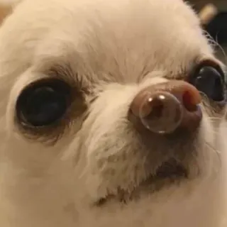 🤕 Hund, Chihuahua, Haustier, Tier, süß, lustig, Blase whatsapp sticker