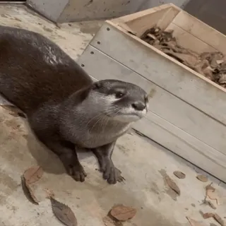 😦 Otter, Tier, Säugetier, Natur, Wildtier telegram sticker