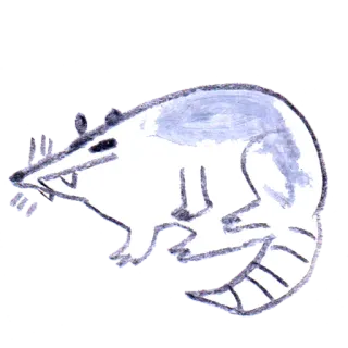 osier_forest_opossum whatsapp stickers