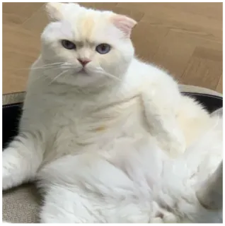 😤 gatto, gatto bianco, animale, gatto domestico, animale domestico whatsapp sticker