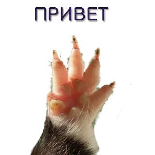 ✌ ПРИВЕТ привет, лапа, опоссум, приветствие, русский telegram sticker