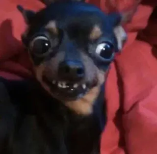 🥴 Hund, Chihuahua, kleiner Hund, Haustier, Tier, lustig, Meme telegram sticker