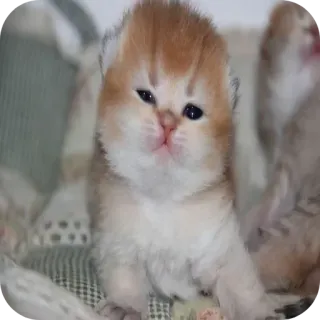 🐱 Kätzchen, Katze, süß, Tier, Haustier, Katzenartig telegram sticker