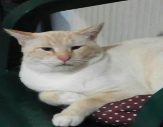 😾 chat, animal, chat domestique, animal de compagnie, félin, chat assis telegram sticker