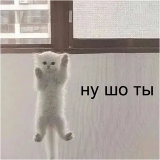🙌 ну шо ты cat, kitten, funny, cute, russian telegram sticker