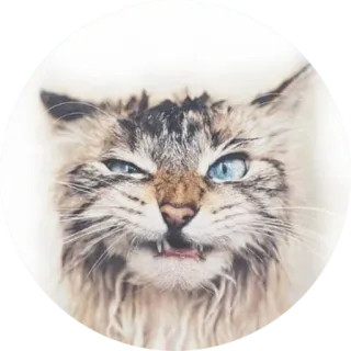 Juli Siza — @stckrRobot telegram stickers